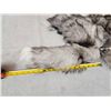 Image 3 : 10 Silver Ranch Fox Tails Taxidermy
