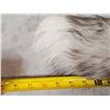 Image 4 : 10 Silver Ranch Fox Tails Taxidermy