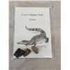 Image 5 : Small Fossil collection