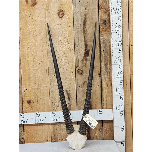African Gemsbok Horns On Skull Plate