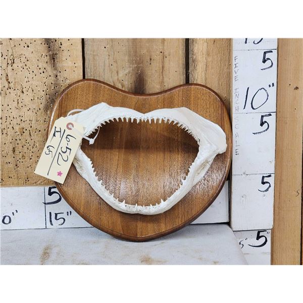 Mako Shark Jaws On Plaque Taxidermy
