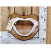 Image 1 : Mako Shark Jaws On Plaque Taxidermy