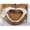 Image 2 : Mako Shark Jaws On Plaque Taxidermy