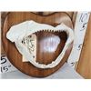 Image 3 : Mako Shark Jaws On Plaque Taxidermy