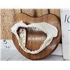 Image 4 : Mako Shark Jaws On Plaque Taxidermy