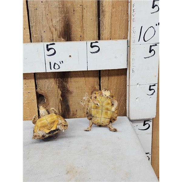 2 Turtles Full Body Taxidermy Mount