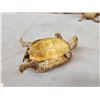 Image 3 : 2 Turtles Full Body Taxidermy Mount