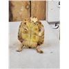 Image 4 : 2 Turtles Full Body Taxidermy Mount
