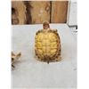 Image 5 : 2 Turtles Full Body Taxidermy Mount
