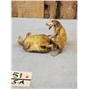 Image 6 : 2 Turtles Full Body Taxidermy Mount