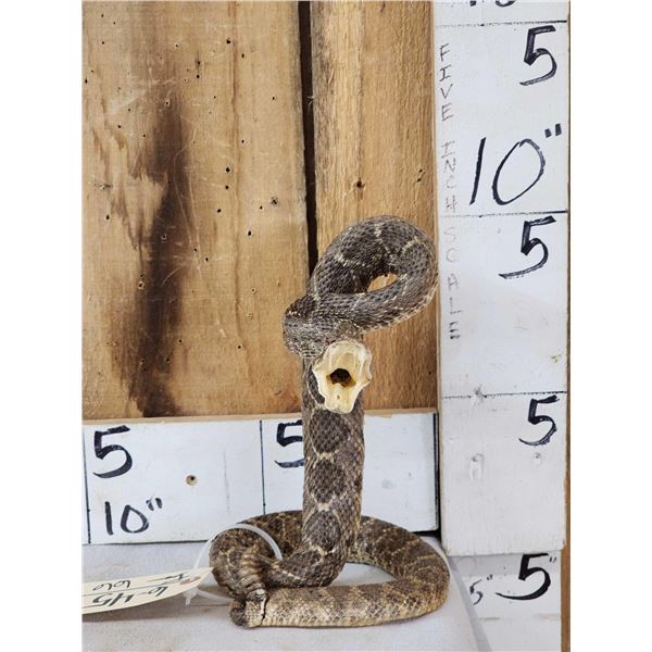 Diamondback Rattlesnake Full Body Taxidermy Mount