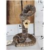 Image 2 : Diamondback Rattlesnake Full Body Taxidermy Mount