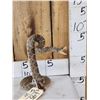 Image 3 : Diamondback Rattlesnake Full Body Taxidermy Mount
