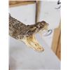 Image 4 : Diamondback Rattlesnake Full Body Taxidermy Mount