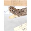 Image 5 : Diamondback Rattlesnake Full Body Taxidermy Mount