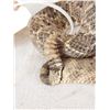 Image 6 : Diamondback Rattlesnake Full Body Taxidermy Mount