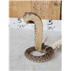 Image 7 : Diamondback Rattlesnake Full Body Taxidermy Mount