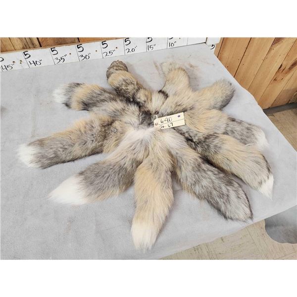 10 Cross Ranch Fox Tails Taxidermy