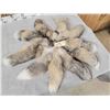 Image 2 : 10 Cross Ranch Fox Tails Taxidermy