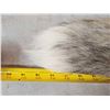 Image 4 : 10 Cross Ranch Fox Tails Taxidermy
