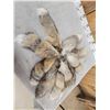 Image 5 : 10 Cross Ranch Fox Tails Taxidermy