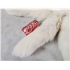 Image 2 : 8 Arctic Ranch Fox Tails Taxidermy
