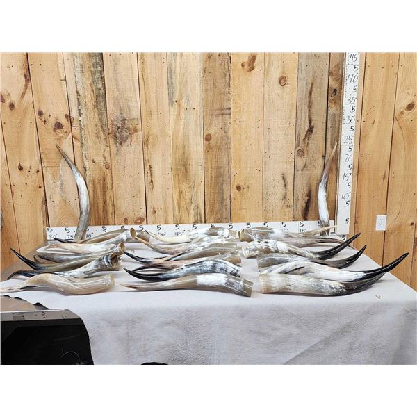 20 Longhorns Steer Horns Taxidermy