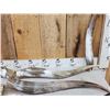 Image 2 : 20 Longhorns Steer Horns Taxidermy