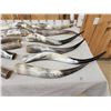 Image 4 : 20 Longhorns Steer Horns Taxidermy