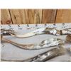 Image 5 : 20 Longhorns Steer Horns Taxidermy