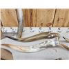 Image 8 : 20 Longhorns Steer Horns Taxidermy