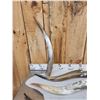 Image 9 : 20 Longhorns Steer Horns Taxidermy
