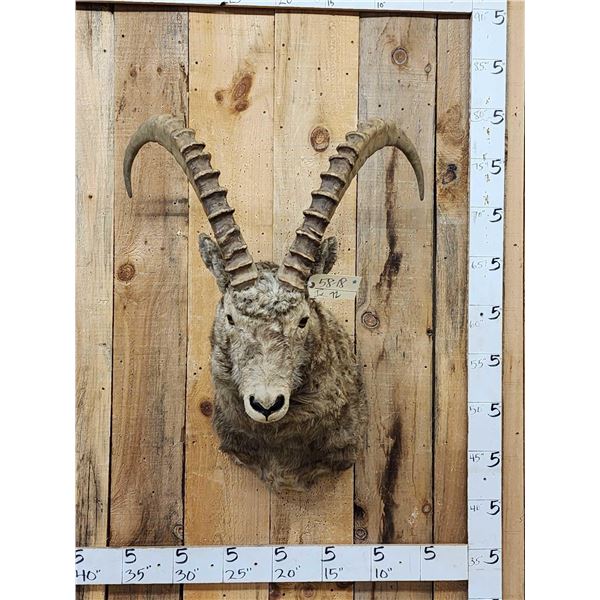 Siberian Ibex Shoulder Mount Taxidermy