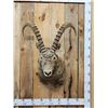 Image 1 : Siberian Ibex Shoulder Mount Taxidermy