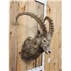 Image 2 : Siberian Ibex Shoulder Mount Taxidermy