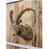 Image 3 : Siberian Ibex Shoulder Mount Taxidermy