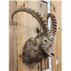Image 4 : Siberian Ibex Shoulder Mount Taxidermy