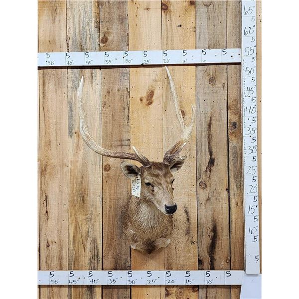 Japanese Sika Deer Shoulder Mount Taxidermy