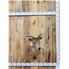 Image 1 : Japanese Sika Deer Shoulder Mount Taxidermy