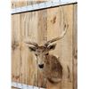 Image 2 : Japanese Sika Deer Shoulder Mount Taxidermy