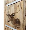Image 3 : Japanese Sika Deer Shoulder Mount Taxidermy