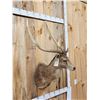 Image 4 : Japanese Sika Deer Shoulder Mount Taxidermy
