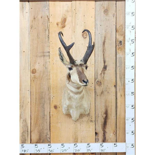 Pronghorn Antelope Shoulder Mount Taxidermy