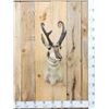 Image 1 : Pronghorn Antelope Shoulder Mount Taxidermy