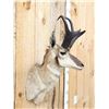 Image 2 : Pronghorn Antelope Shoulder Mount Taxidermy