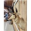Image 3 : Pronghorn Antelope Shoulder Mount Taxidermy