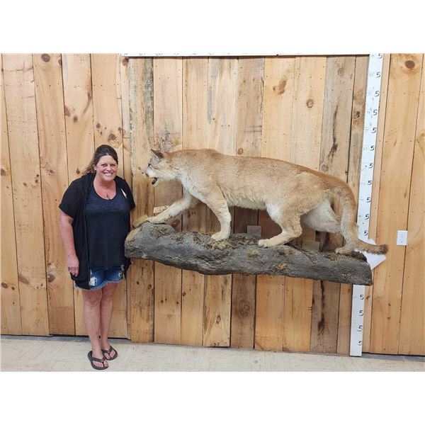 Big Mountain Lion Cougar Full Body Taxidermy Mount