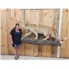 Image 1 : Big Mountain Lion Cougar Full Body Taxidermy Mount