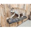 Image 2 : Big Mountain Lion Cougar Full Body Taxidermy Mount