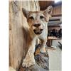 Image 3 : Big Mountain Lion Cougar Full Body Taxidermy Mount